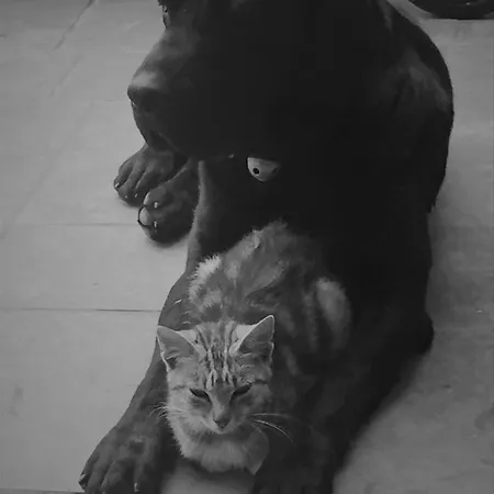 דירה Gite Bunus Bunus