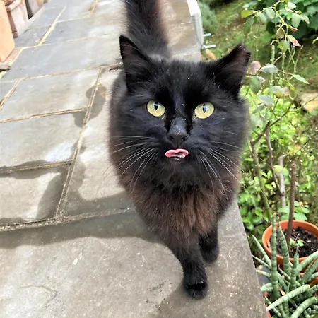 Gite Bunus 아파트 *