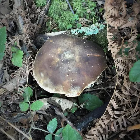 Gite Bunus 아파트