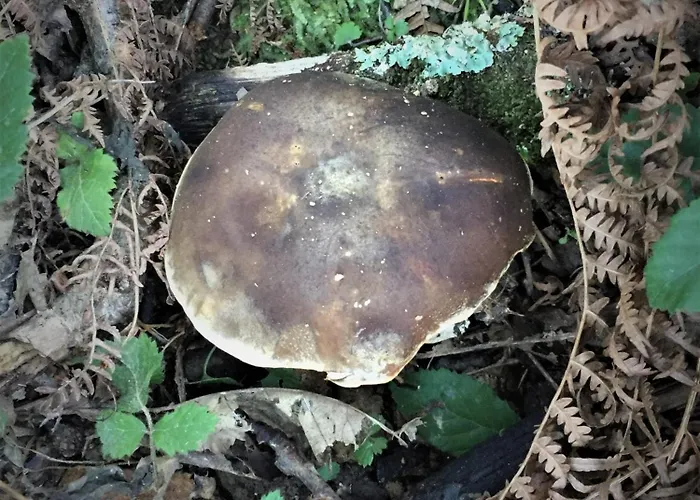 Gite Bunus アパート